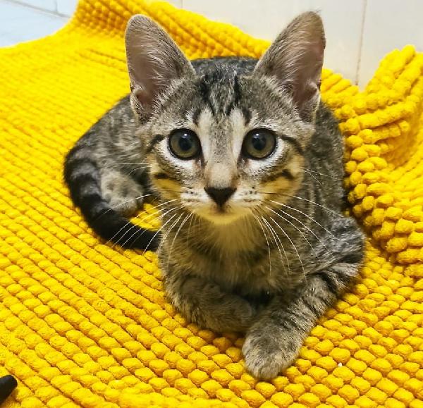 Sara, Cucciolotta Bellissima